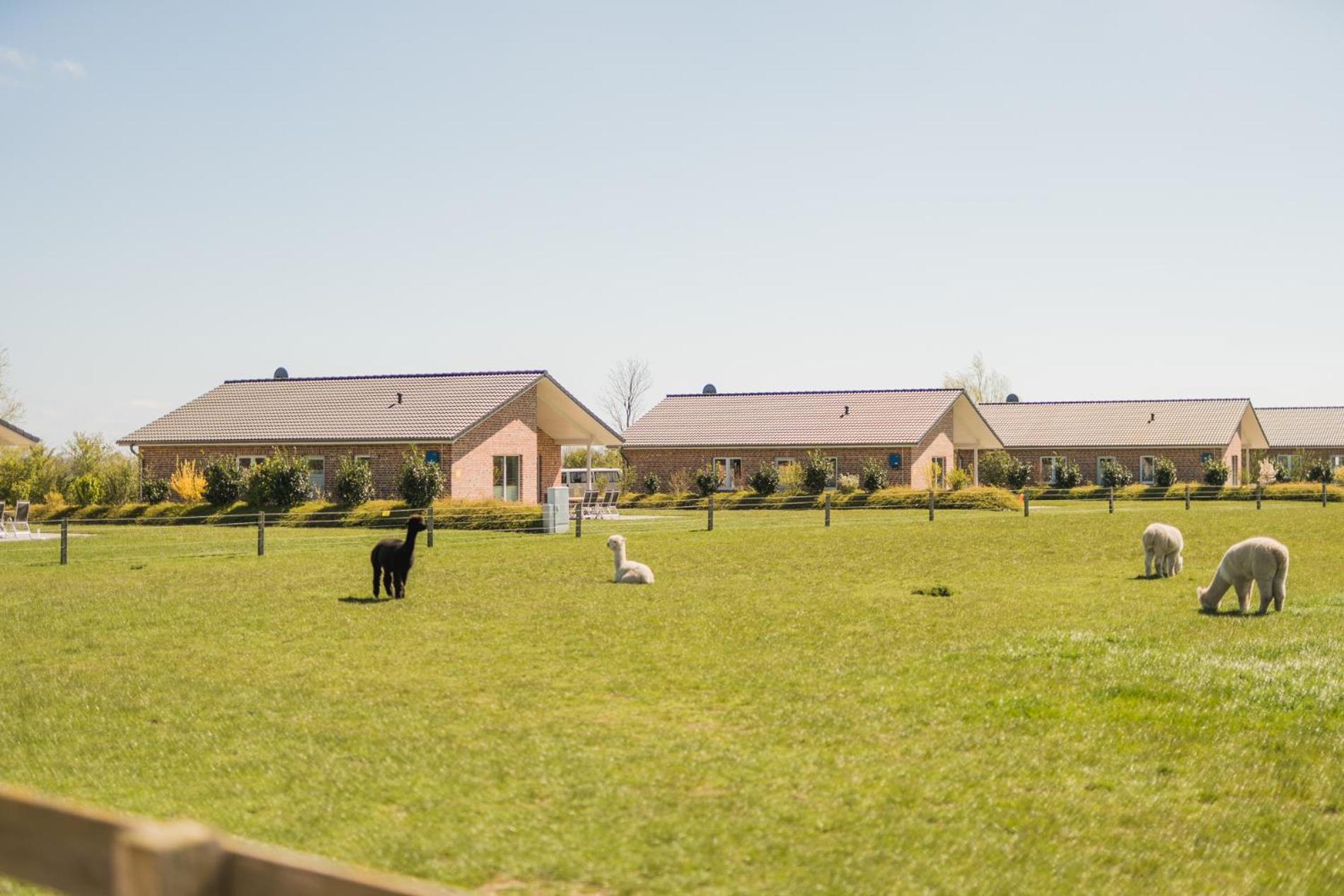 Buedlfarm - Der Familien-Erlebnishof In Strandnaehe Фехмарн Екстериор снимка